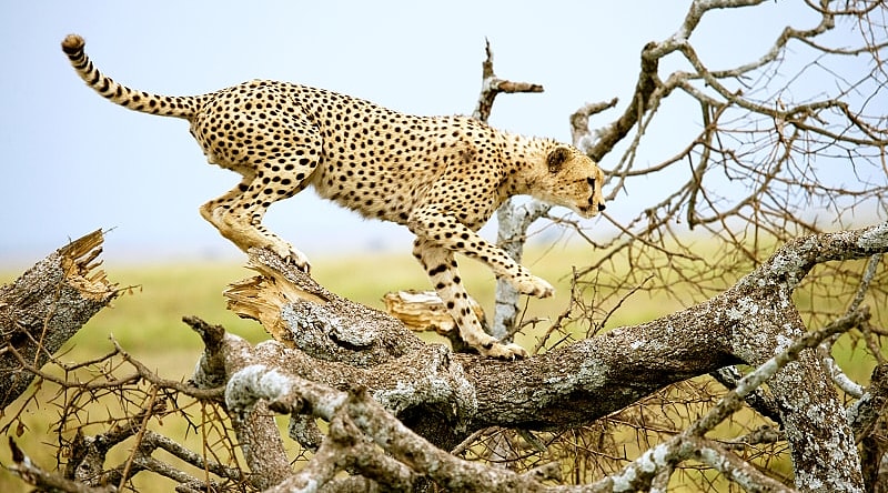 Cheetah on a tree in the savannah of the Serengeti Cheetah on a tree in the savannah of the Serengeti