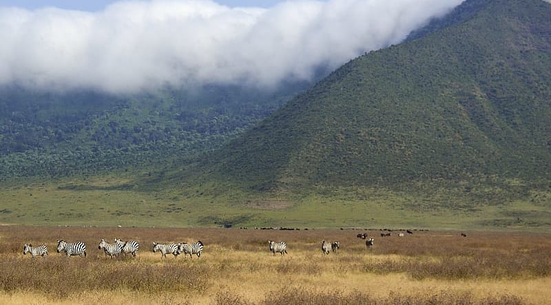 Zebras graze in Ngorongoro crater, Tanzania Zebras graze in Ngorongoro crater, Tanzania