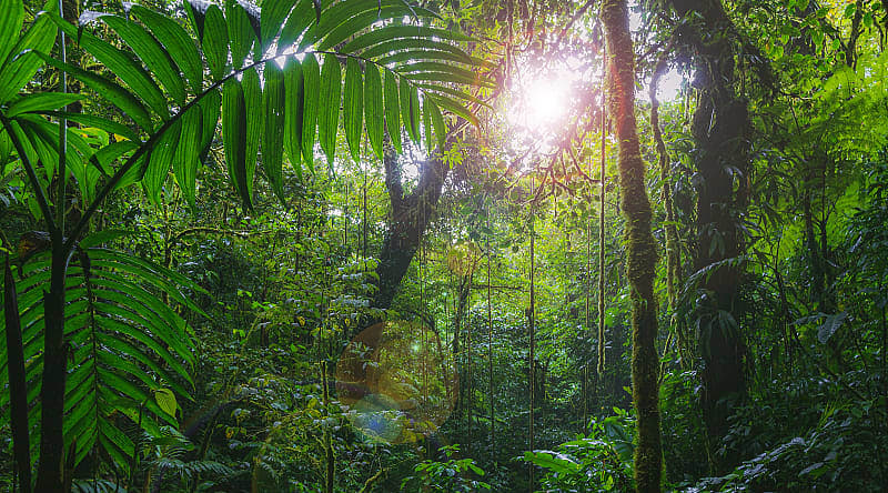Costa Rican rainforest at sunrise Costa Rican rainforest at sunrise