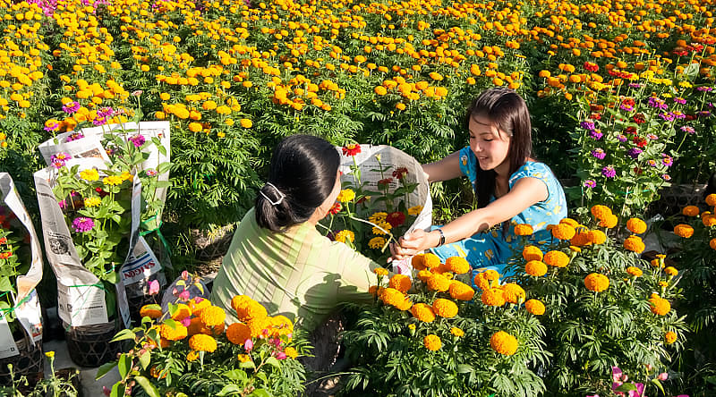 Farmers harvesting flowers in Vietnam Farmers harvesting flowers in Vietnam