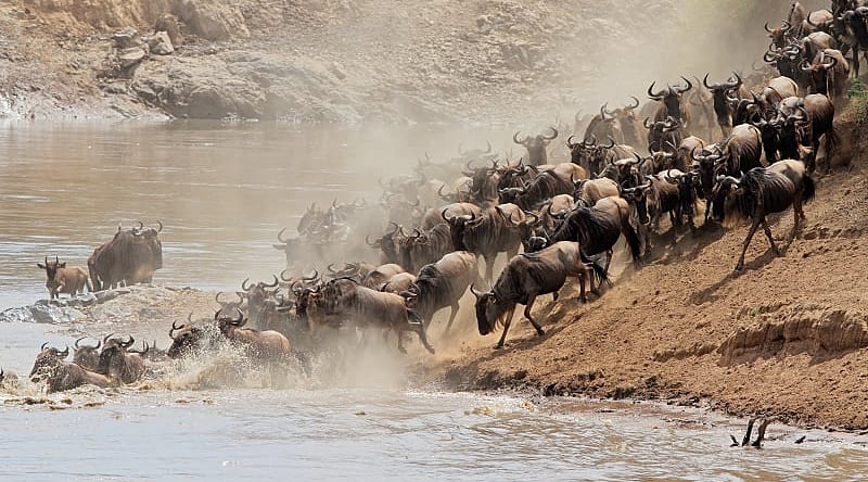 Great Migration, Masai Mara National Reserve, Kenya Great Migration, Masai Mara National Reserve, Kenya