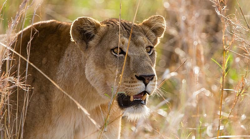 Lion in Kidepo Valley National Park, Uganda, Africa Lion in Kidepo Valley National Park, Uganda, Africa