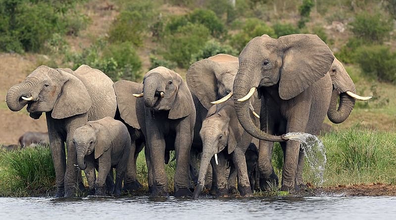 Elephant herd in Kruger National Park, South Africa Elephant herd in Kruger National Park, South Africa