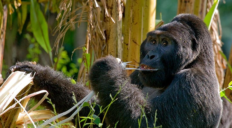 Mountain gorillas eating plants, Uganda, Bwindi Impenetrable Forest National Park Mountain gorillas eating plants, Uganda, Bwindi Impenetrable Forest National Park