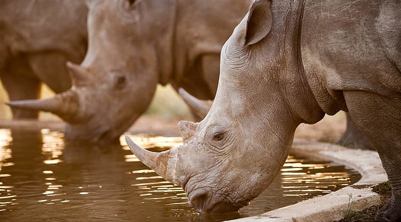 Rhinos at a watering hole, Namibia, South Africa Rhinos at a watering hole, Namibia, South Africa
