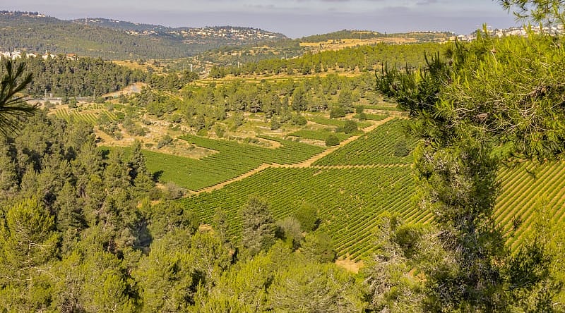 Jerusalem, Israel Vineyard landscape in Jerusalem, Israel