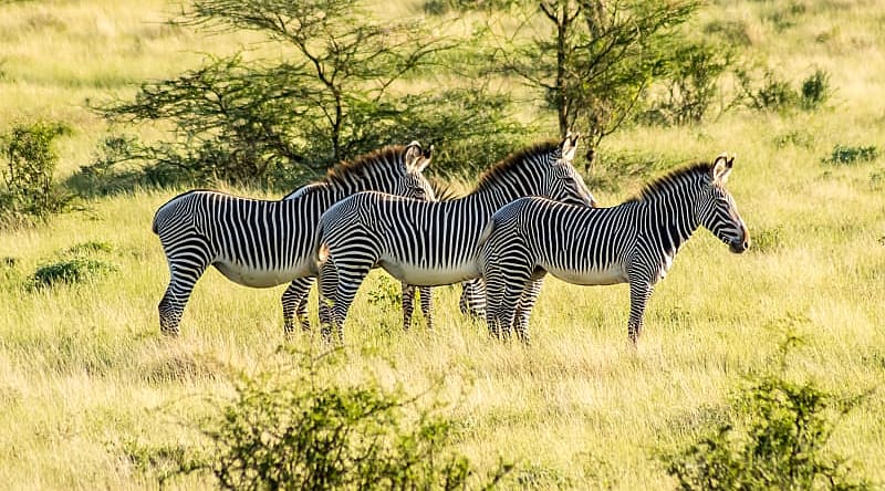 Samburu National Reserve, Kenya Zebras in Samburu National Reserve, Kenya
