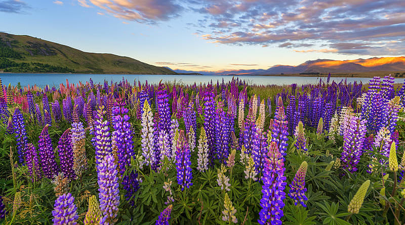 Blooming lupines at Lake Tekapo in New Zealand Blooming lupines at Lake Tekapo in New Zealand