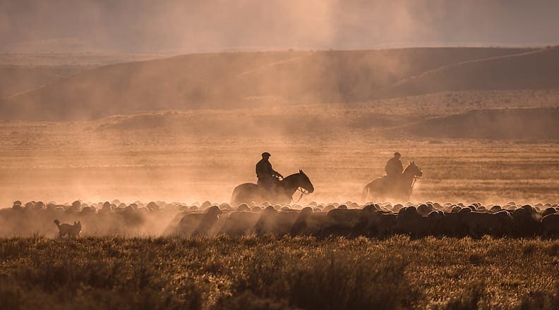 Gauchos herding sheep on an estancia in Argentina