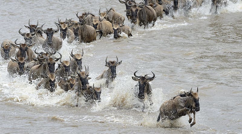 Wildebeests crossing the Mara river in Tanzania Wildebeests crossing the Mara river in Tanzania