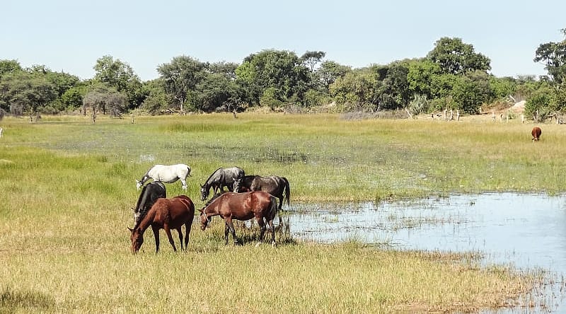 Horses by the Okavango Delta in Botswana Horses by the Okavango Delta in Botswana