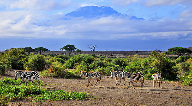 Zebras in Amboseli National Park, Kenya Zebras in Amboseli National Park, Kenya