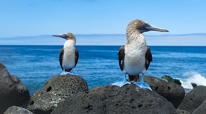 Blue-Footed Boobies in the Galapagos Islands Blue-footed boobies in the Galapagos in Ecuador