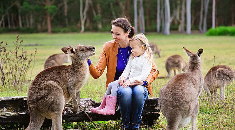 Mother and daughter feeding kangaroos in Australia Mother and daughter feeding kangaroos in Australia