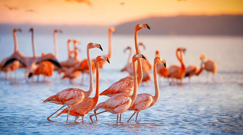 Family of flamingos in Lake Nakuru, Kenya Family of flamingos in Lake Nakuru, Kenya