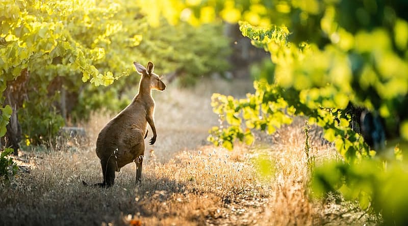 Southern Australia Kangaroo in a vineyard, Southern Australia