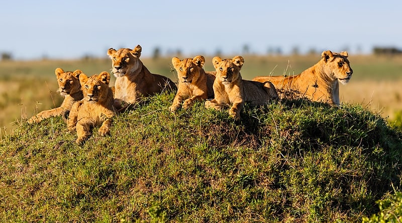 Two lionesses and four cubs laying on termite hill, enjoying the sun in Masai Mara, Kenya Two lionesses and four cubs laying on termite hill, enjoying the sun in Masai Mara, Kenya