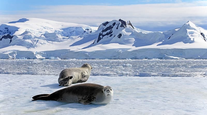 Crabeater seals on ice floe in the Antarctica Crabeater seals on ice floe in the Antarctica