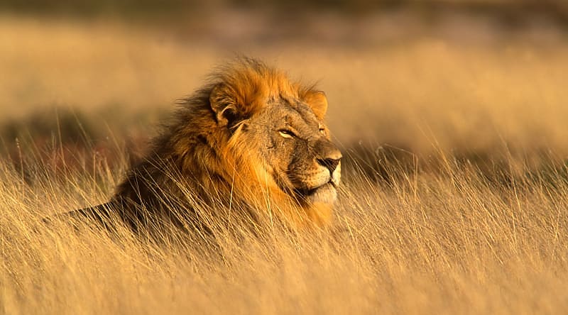 A magestic lion gazes across the land in the savanna A magestic lion gazes across the land in the savanna