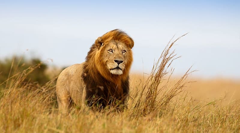 Male lion in golden grasslands of Serengeti, Africa Male lion in golden grasslands of Serengeti, Africa