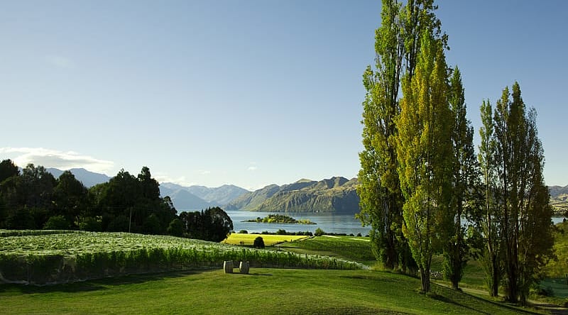 Vineyards in Wanaka, New Zealand Vineyards in Wanaka, New Zealand