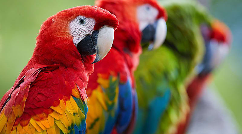 Costa Rican life is vibrant, wild and blissfully colorful, like the feathers of this Scarlet macaw Costa Rican life is vibrant, wild and blissfully colorful, like the feathers of this scarlet macaw