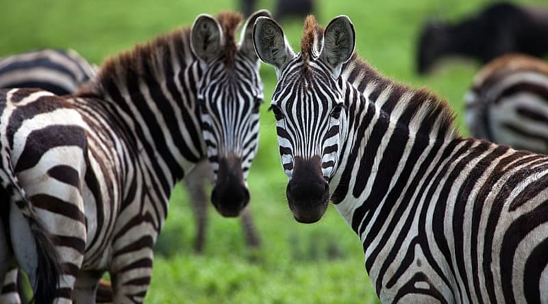 Zebras in Serengeti National Park in Tanzania Zebras in Serengeti National Park in Tanzania