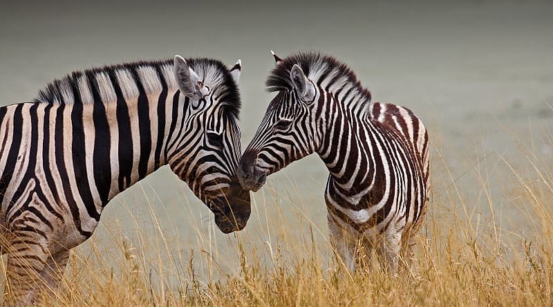 A mother and baby zebra in Botswana. A mother and baby zebra in Botswana.