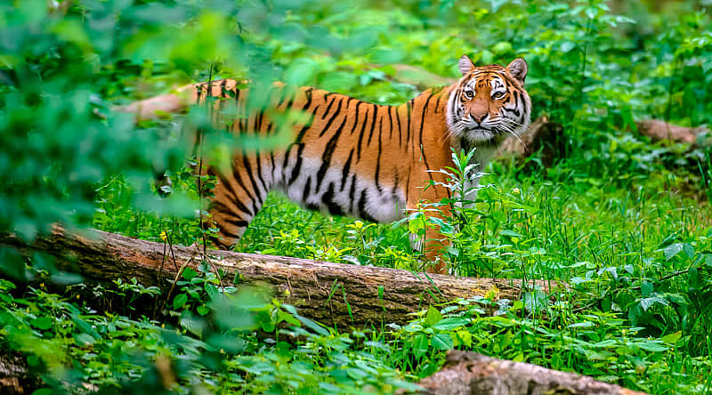 Tiger at Kanha National Park in India Tiger at Kanha National Park in India