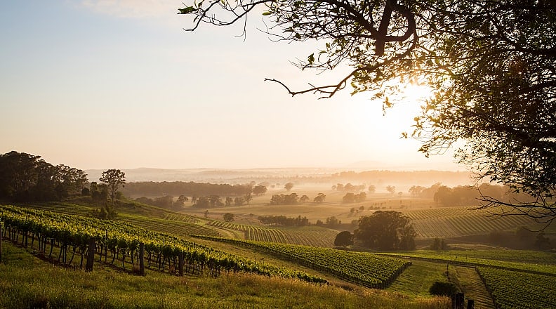 Hunter Valley, Australia Vineyards in Hunter Valley, Australia