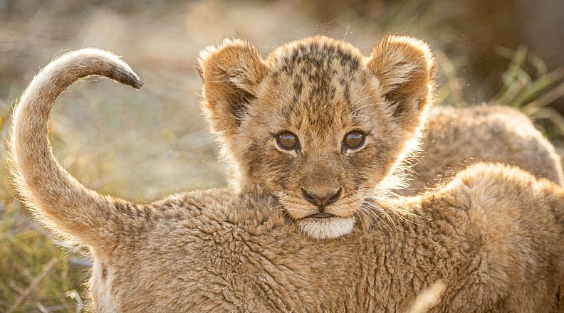 Lion cubs in the African savanna Lion cubs in the African savanna