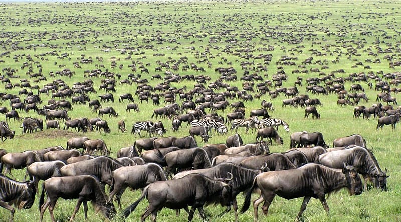 Great migration of wildebeests and zebras in Tanzania Great migration of wildebeests and zebras in Tanzania