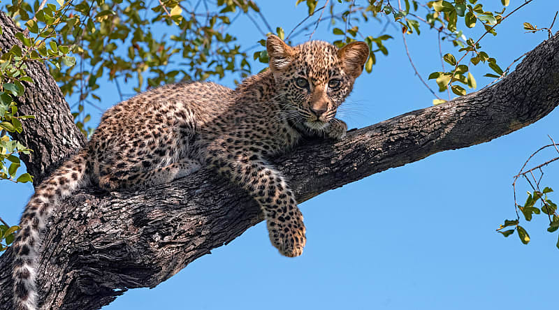 MalaMala Game Reserve, South Africa Leopard cub in MalaMala Game Reserve, Sabi Sands, South Africa