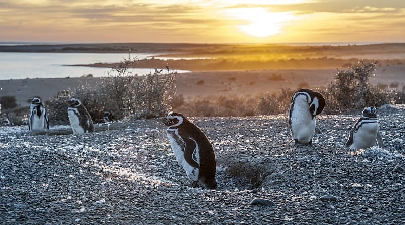 Magellanic penguins in Argentinian Patagonia Magellanic penguins in Argentinian Patagonia