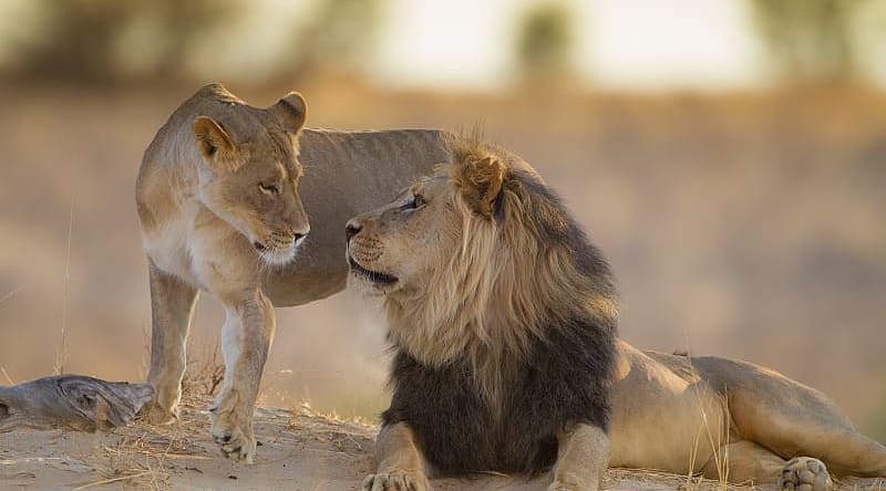 A pair of african lions enjoying the setting sun A pair of african lions enjoying the setting sun