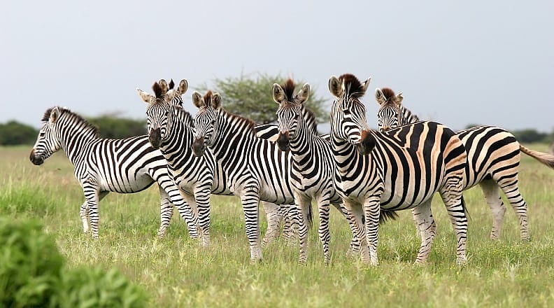 Herd of Burchell's zebras in Botswana Herd of Burchell's zebras in Botswana