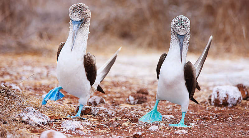 Blue-footed boobies in the Galapagos Islands, Ecuador Blue-footed boobies in the Galapagos Islands, Ecuador