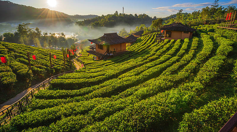 Tea plantation along the Mae Hong Son Loop in northern Thailand Tea plantation along the Mae Hong Son Loop in northern Thailand