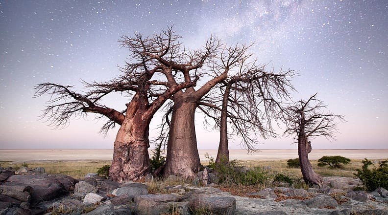 Baobab trees under the night sky in the Makgadikgadi Pan Baobab trees under the night sky in the Makgadikgadi Pan