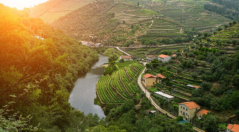 Vineyards in Douro Valley, Portugal Vineyards in Douro Valley, Portugal