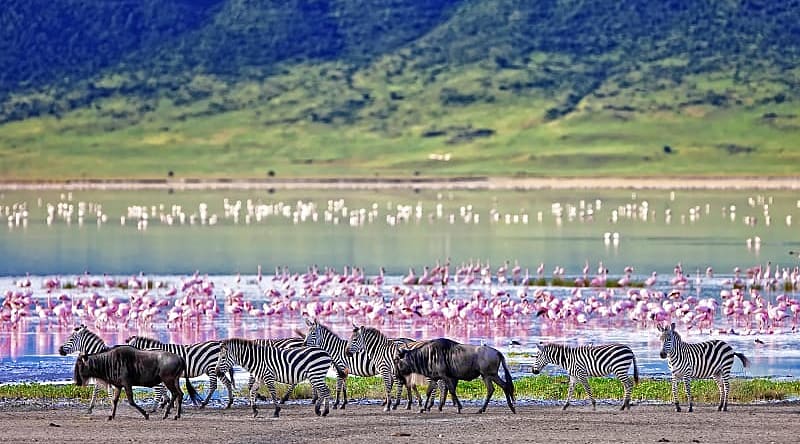 Ngorongoro Crater, Tanzania Zebras, wildebeests, and flamingos in the Ngorongoro Crater, Tanzania
