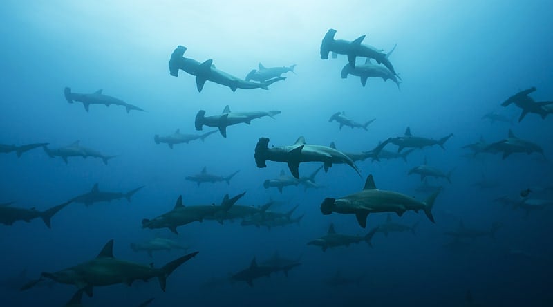 Hammerhead sharks in the Galapagos Islands, Ecuador An underwater image of a group of hammerhead sharks.
