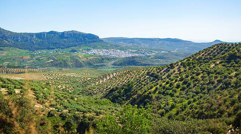 Andalusia, Spain. Photo courtesy Turismo Andaluz Sea of olive trees in the Andalusia region of Spain