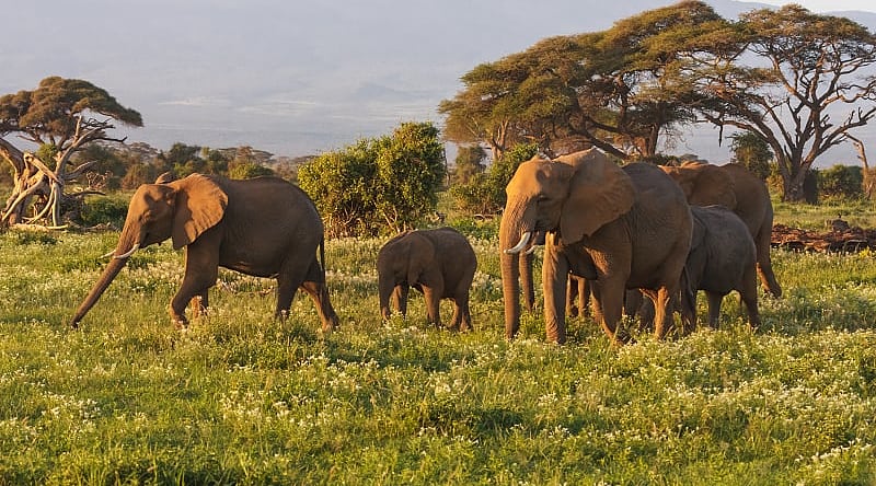 Elephants are the main representatives of the big African five, Masai Mara, Kenya. Elephants are the main representatives of the big African five, Masai Mara, Kenya.