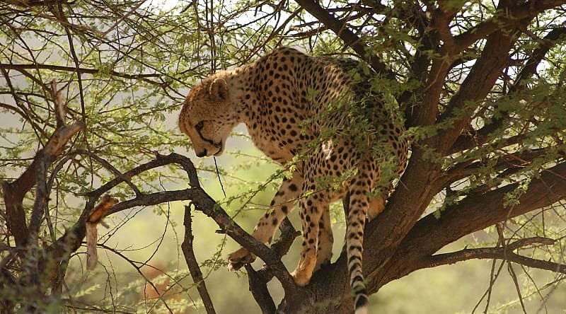 Adventures of Namibia Tour: Bushmen, Safari & Dunes Adventures of Namibia Tour: Bushmen, Safari & Dunes