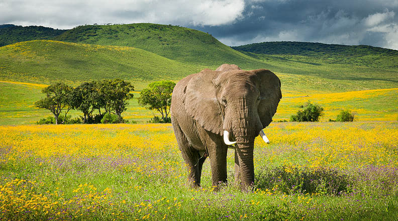 Ngorongoro Crater, Tanzania Elephant with wildflowers in the Ngorongoro crater, Tanzania