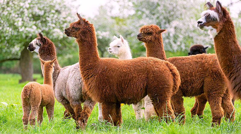 Family-Friendly Peru Vacation: Amazon to Andes Family-Friendly Peru Vacation: Amazon to Andes