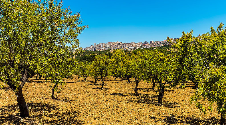 Sicily, Italy Olive grove in Sicily, Italy