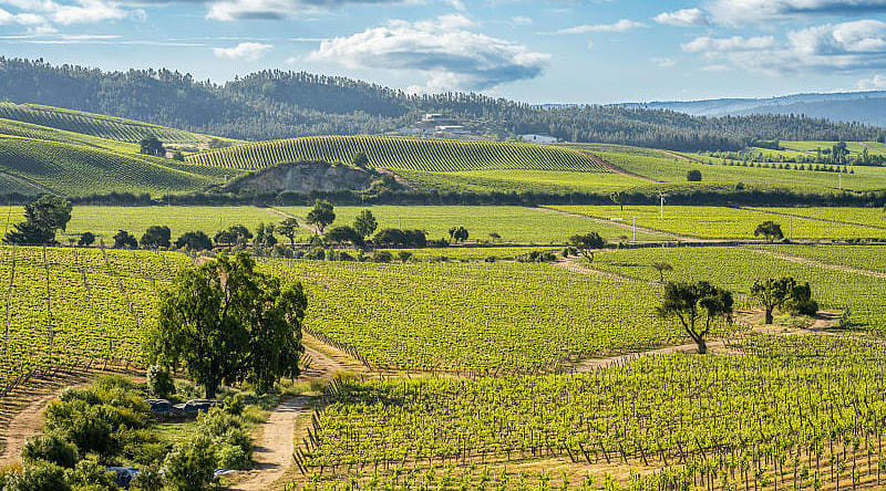 Vineyards in the Casablanca Valley, Chile Vineyards in the Casablanca Valley, Chile