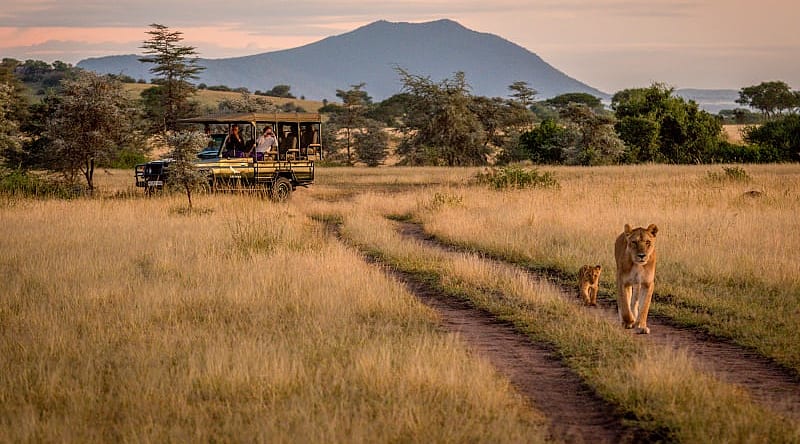 Serengeti National Park, Tanzania Couple on game drive observing lioness and cub in Serengeti National Park, Tanzania